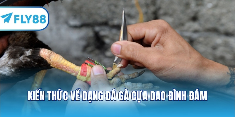 Kiến thức về dạng đá gà cựa dao đình đám